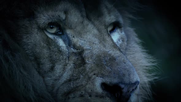 Big Lion Face Looking Around In The Evening