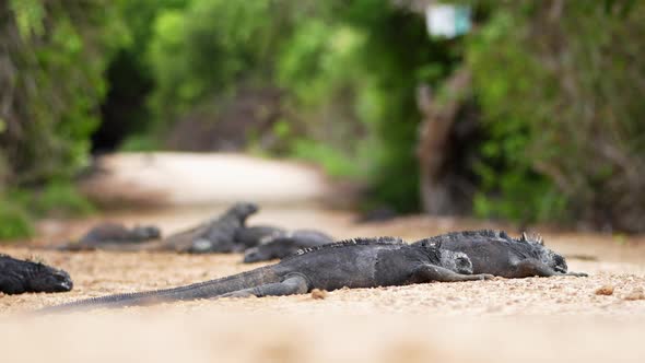 Galapagos Marine Iguanas Basking In Middle Of Footpath Beside Charles Darwin Research Station. Low A