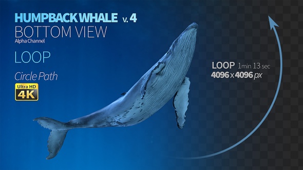 Humpback Whale 4