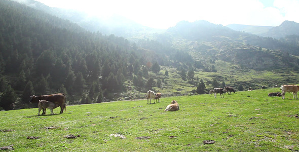 Cows On The Valley