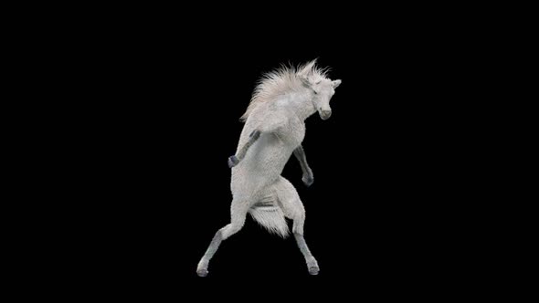 65 White Horse Dancing HD alt