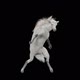 65 White Horse Dancing HD - VideoHive Item for Sale