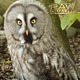 Owl / Fogey - VideoHive Item for Sale