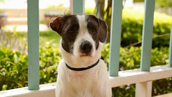 A Cute Dog Sitting Outside