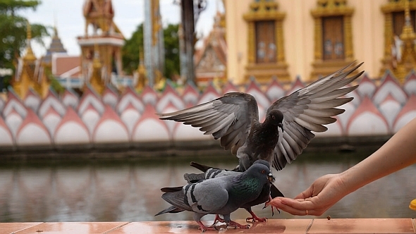 Feeding Pigeons from Hand.