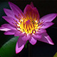 Lotus Flower with a Bee Inside - VideoHive Item for Sale