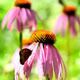 Coneflowers and Buterfly - VideoHive Item for Sale