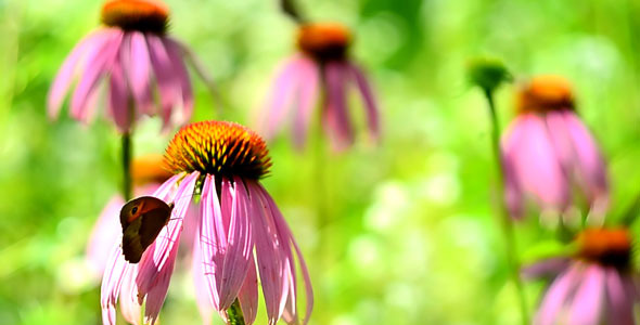 Coneflowers and Buterfly