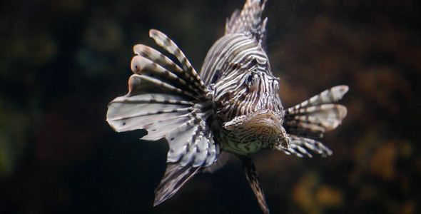 Lion Fish