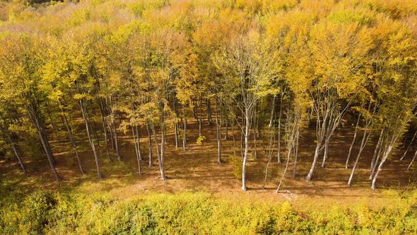 Autumn forest with bright orange and yellow leaves. Dense woods in sunny fall weather.