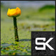 Water Lily - VideoHive Item for Sale