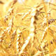 Ears of Wheat - VideoHive Item for Sale