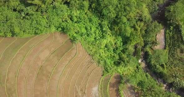 Aerial view of rice field and river. Flight over of Tonoboyo village, Magelang, Indonesia. Rice fiel