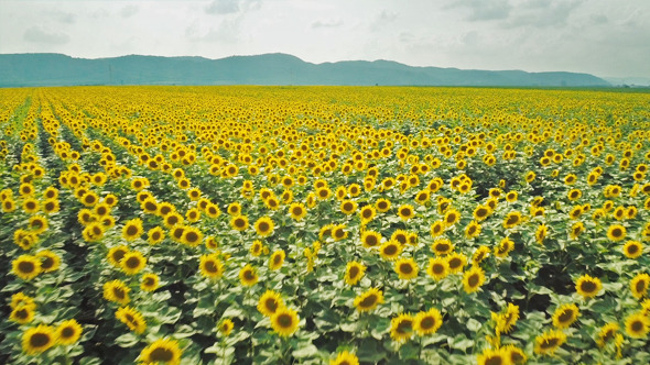 Sunflower Fields