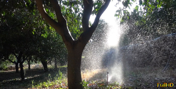 Watering The Orchard