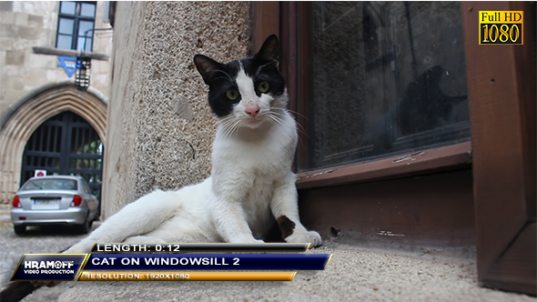 Cat On Windowsill 2