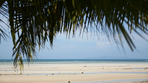 Sandy Beach through Palm Leaves