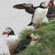 Group of Puffins - VideoHive Item for Sale
