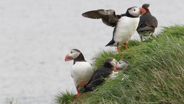 Group of Puffins