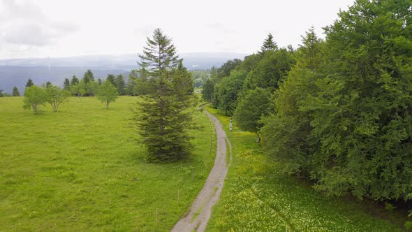 Forward Aerial Over Green Meadows Covered in Flowers and Pine Trees Along Hiking Path