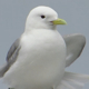 Black Legged Kittiwake - VideoHive Item for Sale