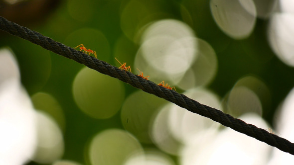 Ant On Rope