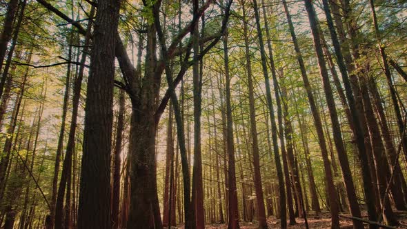 Slow, smooth, low drone video footage moving through a dense, peaceful, magical pine forest with bea