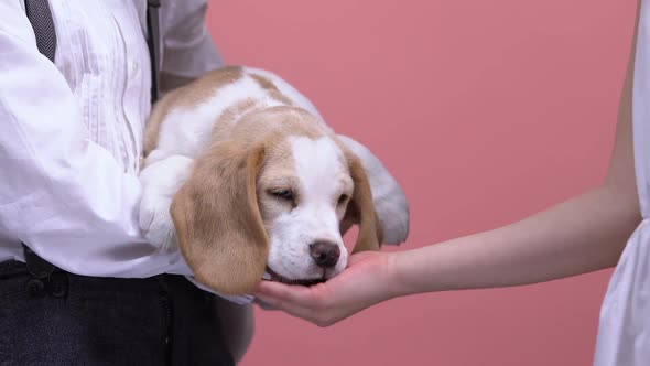 Children Playing With Puppy, Feeding Pet From Open Palm, Animals Love and Care