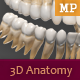 3D Anatomy - Human Teeth - 3DOcean Item for Sale