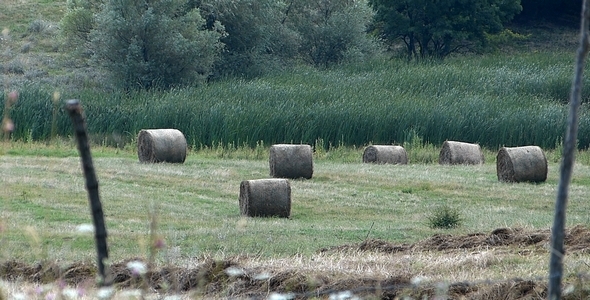 Bales Hay in Farm Field 2