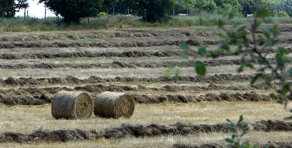 Bales Hay in Farm Field 3