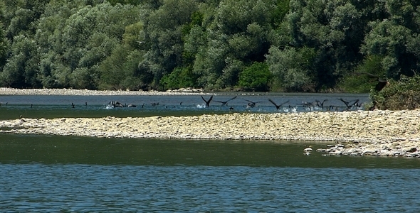 Cormorants Fishing