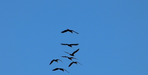 Cormorants in Sky