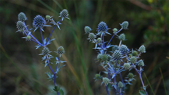 Eryngium alt