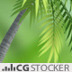 Palm Grass Scene - VideoHive Item for Sale