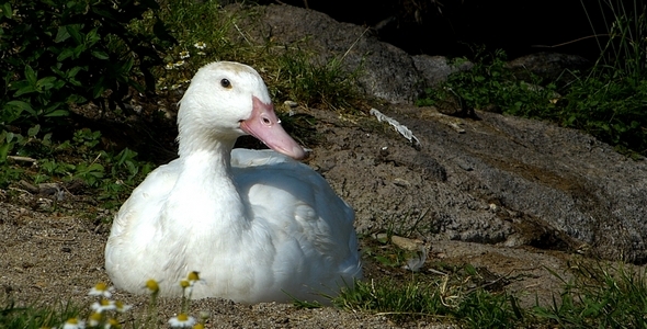 Duck 2