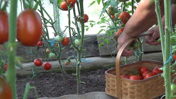 The Grandmother And Tomatoes