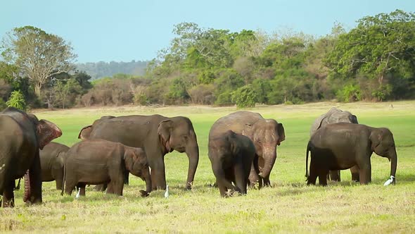 Asian Elephant in Minnerya national park, Sri Lanka