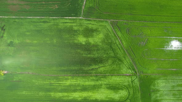 The Paddy Rice Fields of Kedah and Perlis, Malaysia