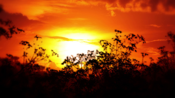 Sunset and Silhouettes of Steppe Grasses