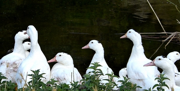 Ducks 7