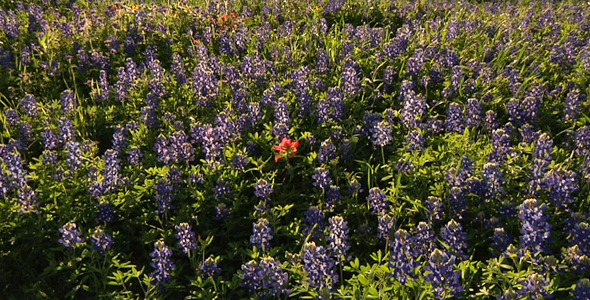 Bluebonnet Field