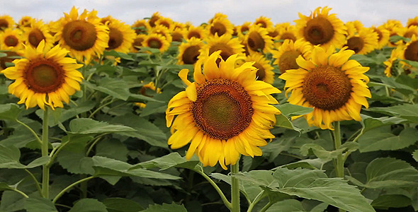 Large Sunflowers