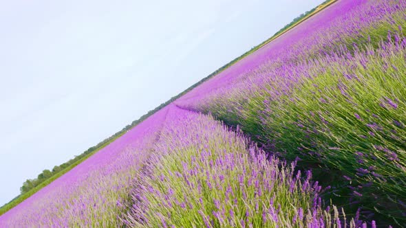 Cultivated Lavender Field Blooming of Purple