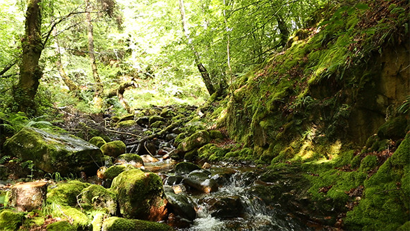 River In The Forest