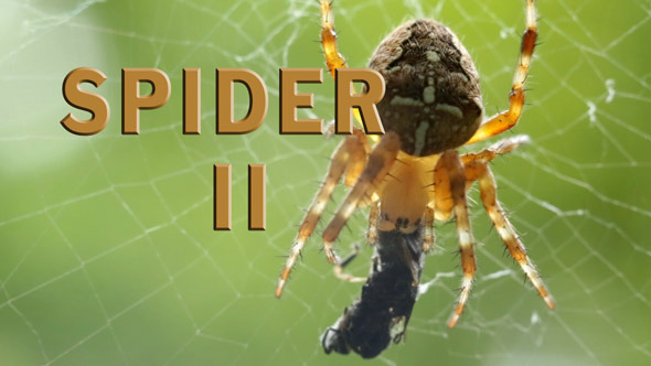 Spider Pack 2