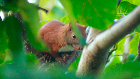 Squirrel Sits On Tree Branch 2