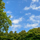Sky with Clouds Framed by Trees - VideoHive Item for Sale