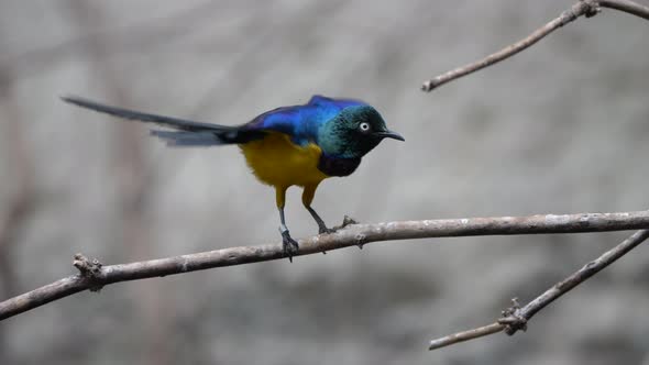 Super slow motion of wiggling golden-breasted starling perched on branch in nature