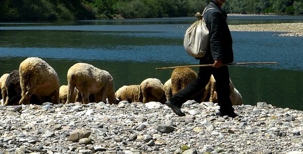 Flock of Sheep 1